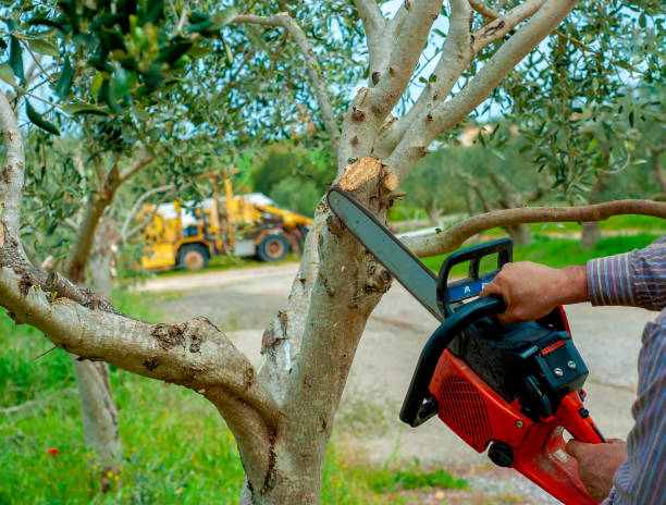 The Steps Involved in Our Tree Care Process in Labelle, FL